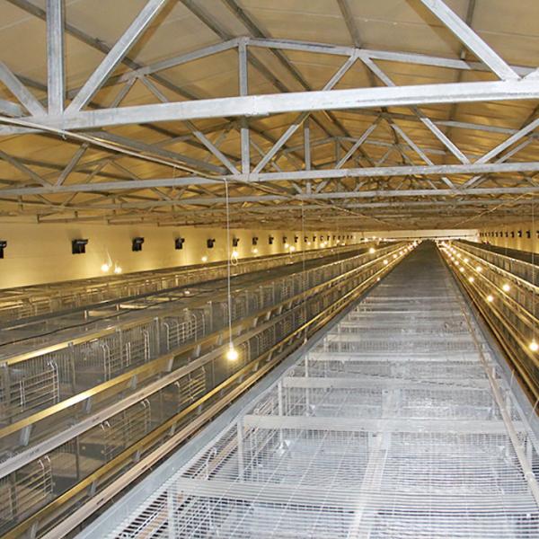 Automatic H Type Layer Chicken Cage System Stable Performance Powerful