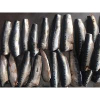 China Natural glaze best selling price HGT Fresh Frozen  Sardines For canning on sale