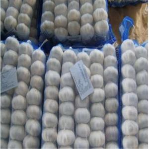 China PURE WHITE GARLIC WITH TUBE & MESHBAG PACKAGE supplier