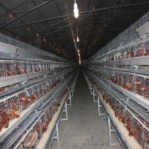 China 120 Birds / Set Galvanized Wire Mesh Battery Chicken Cage New Type supplier