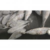 China Sea Frozen Whole Round BQF Size 5kg 10kg Yellowfin Fresh Frozen Tuna Purse Seine on sale