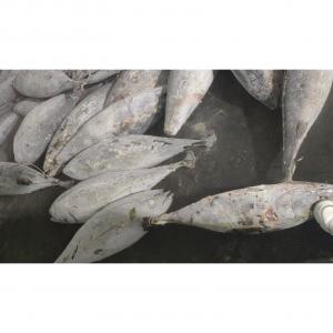 Sea Frozen Whole Round BQF Size 5kg 10kg Yellowfin Fresh Frozen Tuna Purse Seine