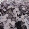 Eternal Preserved Hydrangea 3-5 Years Flower Life Multi Color For Ceremony