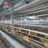 Hot Dip Galvanized Wire H Type Battery Cages for Broiler Chicken With Auto Feeding System