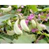 White Hyacinth Bean China Dolicho Lablab L health food herbal medicine Bai bian