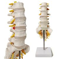 China Sacrum Coccyx Nerves Life Size Skeleton Model human skeleton 3D School Teaching on sale