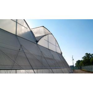 Efficient Insulation Multi Span Greenhouse / Large Plastic Greenhouse Strong Applicability
