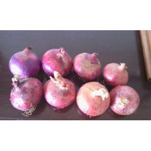 China 5cm Blood Pressure Reducing Natural Fresh Onion supplier