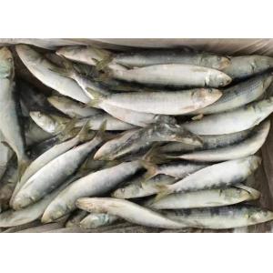 China Raw Material Sardinops Under 18 Degree Fresh Frozen Sardines supplier