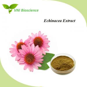 Plant Echinacea Purpurea Extract Powder Natural Herbal Extract Anti Virus