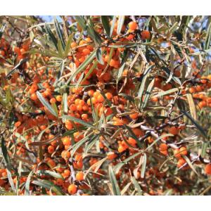 Sea buckthorn Pulp Oil natural health product for food GMP factory produce