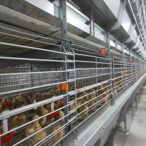 China H Type Broiler Meat Chicken Cage Sales In Senegal 30000 Birds 144 Birds supplier