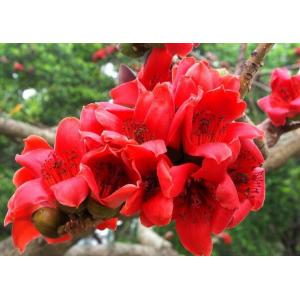 Commen Bomhax Flower malabaricum DC roots Kapok ceiba silk red cotton tree Mu mian