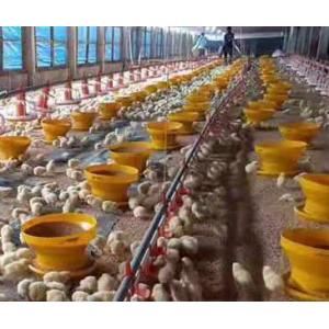 China Breeder Chicken Farm House Poultry Farm Equipment supplier