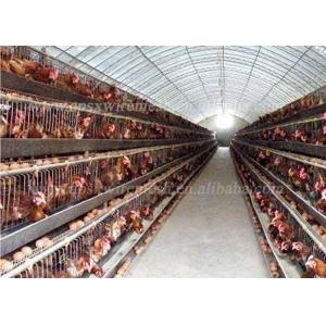 Automatic System Battery Poultry Farm SGS Layer Chicken Cage For 96 Birds