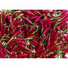 China Dehydrated Red Bullet Chilli Pods Cayenne Pepper 25000SHU Without Stem wholesale