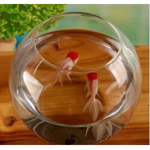 China hand blow glass terrarium  fish tank decoration glass container  10cm diameter and other size supplier