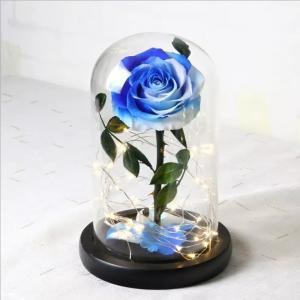 Beauty and the beast preserved rose in glass real rose preserved