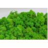 China Preserved Moss wall decoration interior decoration beautiful stabilized preserved reindeer moss wholesale