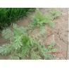 Capillary Wormwood Herb oriental wormwood capillary Artemisia capillaris Thunb