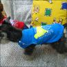 China XS, XL, XXL Funny Dog T Shirt for Chihuahua, Fox Terrier, Beagle wholesale