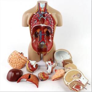 Unsex Torso Model Organs Includes Trunk Head Brain Lungs Heart Stomach