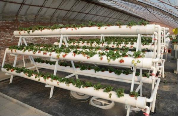 Transparent Greenhouse Strawberry Production , Anti Fog Plastic Film Greenhouse