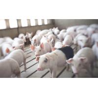 China High Durability 2000 Pigs Farm Livestock Farming Equipment on sale