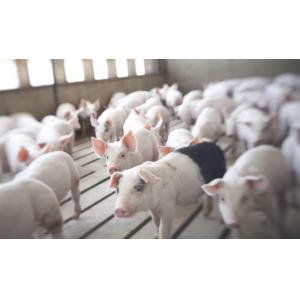 High Durability 2000 Pigs Farm Livestock Farming Equipment