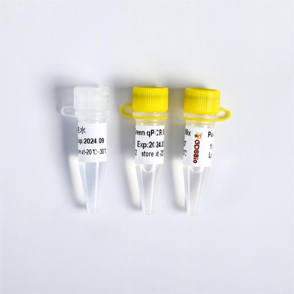 Power Green qPCR mélangé avec ROX pour ABI Roche ADN en temps réel PCR 5 ml
