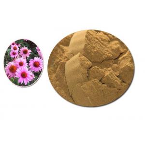 Purple Coneflower Dry Natural Herbal Extract Containing Min 4% Polyphenols