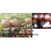 China Extrait de champignon de Blazei d'agaricus de la Chine à vendre for sale