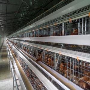 China A Type Automatic Poultry Cage Layer Chicken Wire Mesh supplier