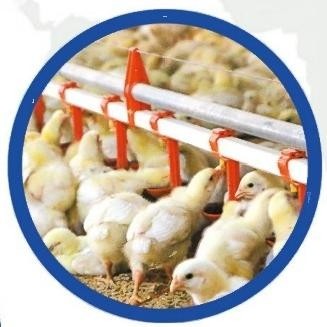 Automatic Poultry Farm Drinking System For Broiler Chicken Shed