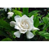 Hot sale best quality pure Jasmine Extract/ Jasmine Flower Extract/ Jasmine Tea Extract
