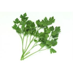 Caraway Extract, Coriandrum sativum Extract, 10:1 TLC, natural Chinese parsley Extract, Chinese exporter