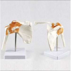 China Full Size Shoulder Elbow Hip Knee Foot Hand Joint Model Bone supplier