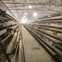 China Galvanized A Type Chicken Poultry Cages Layer Automatic For Farming Equipment on sale