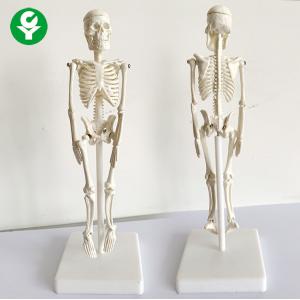 Biology Anatomical Mini Skeleton Model Students Teachers Education 20X5X5 Cm
