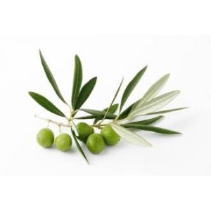 Olive Leaf Extract Oleuropein 10%-40% HPLC high quality, Hydroxytyrosol 25%,40%, natural cosmetic  ingredients