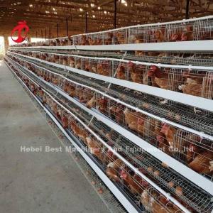 China Discount A Type Poultry Battery Cage For Layer Sale 160 birds In Zambia Adela supplier