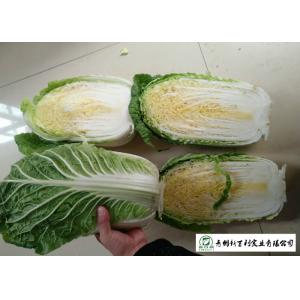China Natural Fresh Chinese Cabbage No Putrefaction No Stain Own Planting supplier