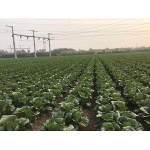 Big Healthy Cabbage , Rich Folic Acid Green Pointed Cabbage 2.5kg / Per