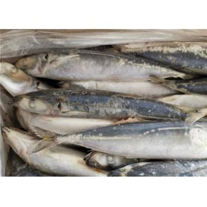 China 75g Round Scad Mackerel Fish Whole Frozen Fishing Bait supplier