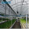 China Invernadero agrícola de varias extensiones para tomates hidropónicos y sistema de riego óptimo wholesale