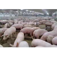 China One Stop Livestock Farm Equipment 500 Sows Pig Farm Project Purchase on sale