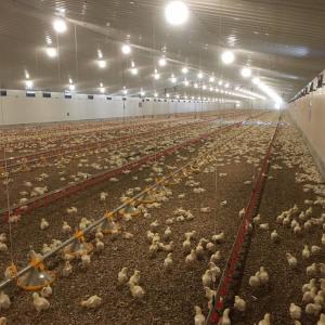 Long Lasting Meat Chicken Floor System with Corrosion Resistance / Plastic Materia