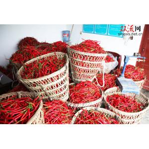 Slim Curve Sichuan Erjingtiao Pepper With Stem Hot Pot Use