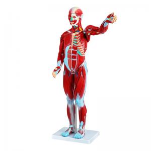 Medical 80cm Human Muscle Model With Internal Organs Human Body Anatomy Model
