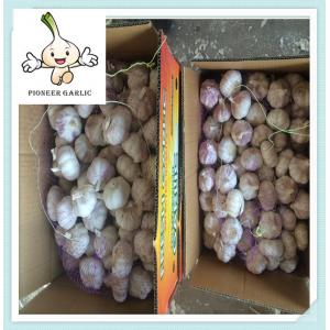 Hot Sale JinXiang Fresh Purple White Garlic fresh garlic price in china